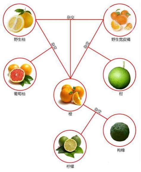 橘子 樹|柑橘（芸香科柑橘属一种植物）